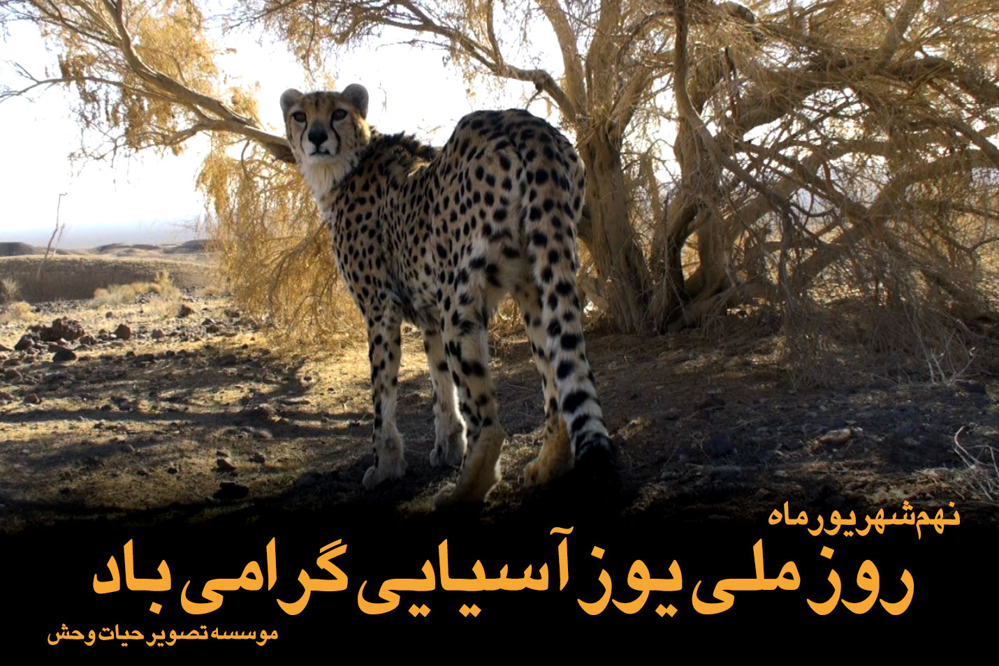 Asiatic-cheetah-day-farsi